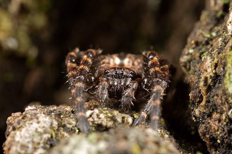 Marpissa muscosa e Nuctenea sp.